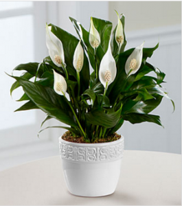 White Peace Lily Plant potted in a white pot- Who Who Carpet Cleaning and Pest Management 