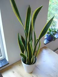 Green, High Snake Plant in a White Pot- Who Who Carpet Cleaning