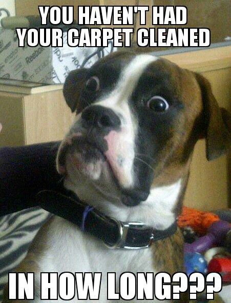 boxer shocked by when the carpet was last cleaned, carpet cleaning brisbane meme
