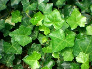 English and European Ivy Green Leaves Close up- Who Who Carpet Cleaning and Pest Management 