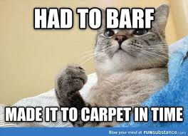 Shocked cat made it to the carpet to bard, carpet cleaning brisbane meme