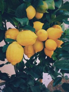 bright yellow bunch of lemons with green leaves and baby pink background -who who carpet cleaning