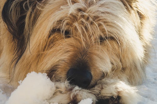 Shaggy dog, beige color close up - Who Who Carpet Cleaning and Pest Management 