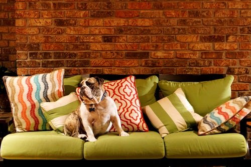 Green couch with bulldog sitting- Vodka Cleaning Hacks 