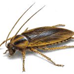 German cockroach image. Pest Control brisbane
