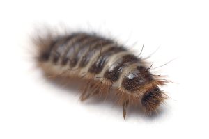 Professional Carpet Cleaning and Pest Control Packages Brisbane - Carpet Beetle Close Up 