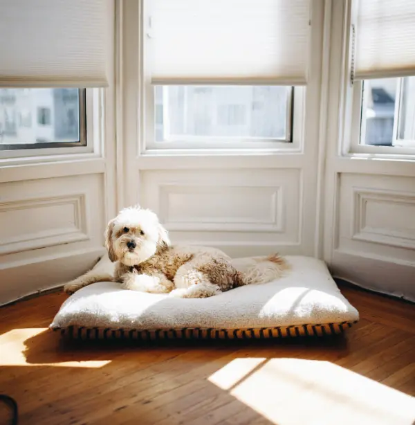 puppy on cushion Dog On Bed