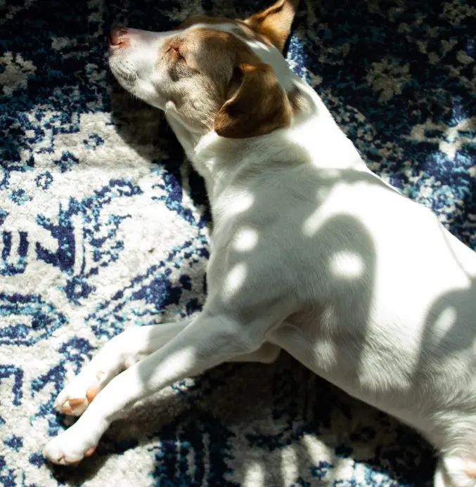 sleeping dog Dog on White and Blue Rug in Sunlight